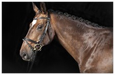 Wallario Teppich Fußmatte ab 50x70cm -Motiv Herausgeputztes Pferd Geschirr Zöpfe