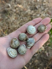 Live land snails 5 + 1 bonus.  Milk snails, feeder, educational, pet.