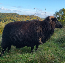 Icelandic Sheep’s fleece. Spinning/weaving/ needlefelting. Washed. 50g