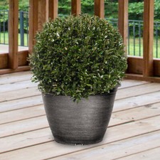 Topiary Ball, Evergreen Shrub, 30cm Diameter, Stylish, Low Maintenance, 7L Pot