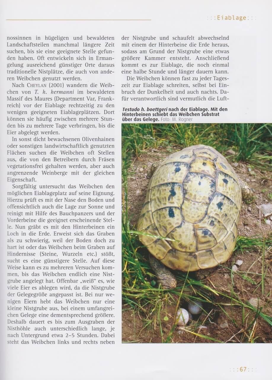 Thumbnail - Griechische Landschildkröten | Manfred Rogner | Taschenbuch | 168 S. |