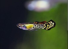 1 Pair (1M/1F) VIENNA GUPPIES +FREE GUPPY GRASS ~RARE~ ONLY PAIR ON EBAY!