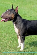 Miniature Bull Terrier Affirmations Workbook Miniature Bull T... - 9781526971647