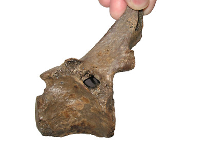Pleistozän Steppenbison Eiszeit Säugetier Fossil Wirbel Ausgestorbene Art #7