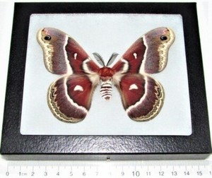 Graellsia　isabellae　92mm 2頭限り Graellsia isabellae 92mm 2頭限り Graellsia Isabellae | eBay