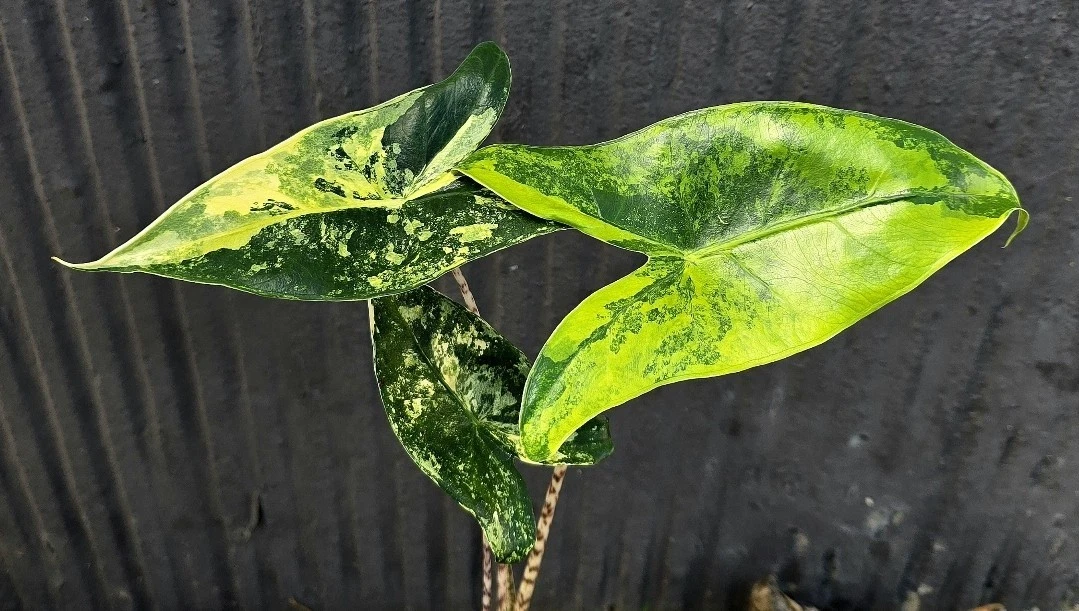 Alocasia Zebrina online kaufen | eBay.de