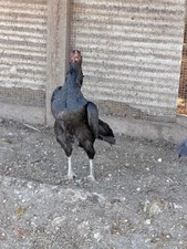 Japanese Chicken Hatching eggs