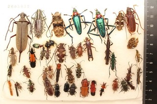 2605032. Mixed insects from Borneo. Cerambycidae Lamiinae Brentidae Carabidae