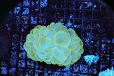 Neon Green Bubble Coral Colony WYSIWYG C4 - SAQ Coral Farm