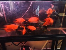 aquarium 55 gallon