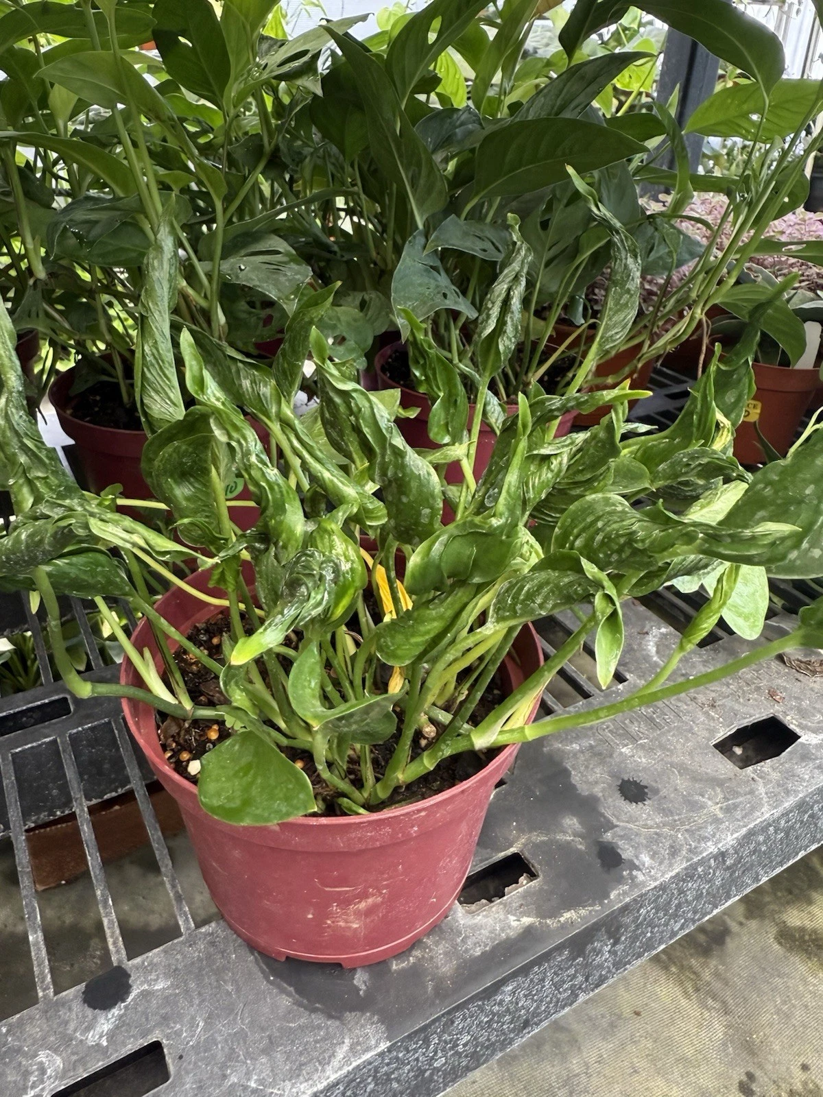 Epipremnum aureum 'Shangri La' pothos