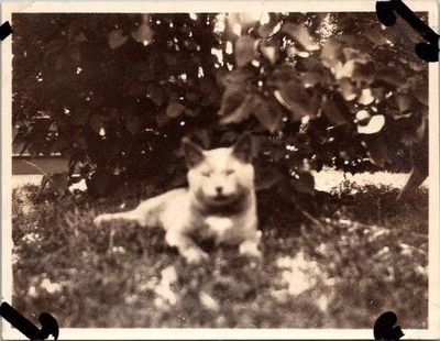 Vintage Snapshot Photo Cute Dog Pet Animal Lying in Grass Newark NJ I.X.L.