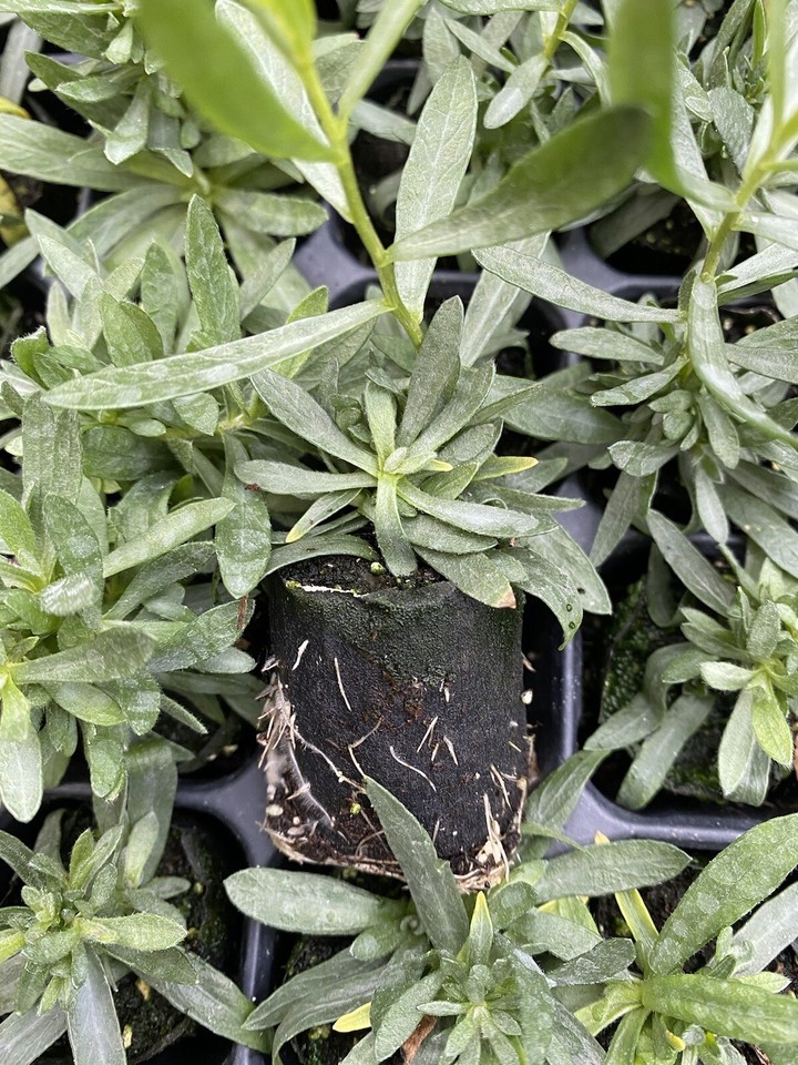 3X PERENNIAL HERB FRENCH TARRAGON PLUG PLANTS GREY FOLIAGE CULINARY