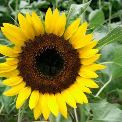 #ad Black Oil Sunflower Seeds for Planting GIANT Sunflowers $3.98