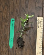 Coratina Olive Tree (Olea europaea) 1 Live TC Plant/Plug –3-6 inches - Edible!