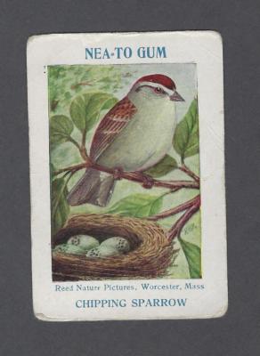 E-251-1 Nea-To Gum Reed Nature Pictures Trading Card Chipping Sparrow