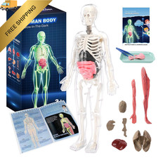 CHMYWJ Glow-in-the-Dark Human Body Anatomy Model 12.6 inches, Multiple Colors