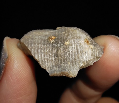 04, SEA SHELL FOSSIL BRACHIOPODA RHYNCHONELLA, FROM TIMOR INDONESIA, 22MM - Picture 7 of 7