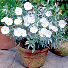 Convolvulus Cneorum 3L Pot XXL Evergreen Shrub Delivered to your door