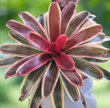 BUY 4 SAVE 20% BROMELIAD Neoregelia MONA LISA Offset - Colorful Albomarginata