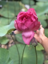 2 Big Lotus Flower - Starter Plants Pink Nelumbo Water Lily Sen Ta Root
