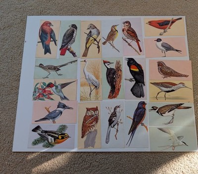 Lot 37 Vintage Bird Illustration  Cards 1962  Gelles-Widmer Nature Art Study