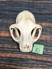 Real XL American Bobcat Skull Animal Mounts Christmas Gifts Man Cave Decor Craft