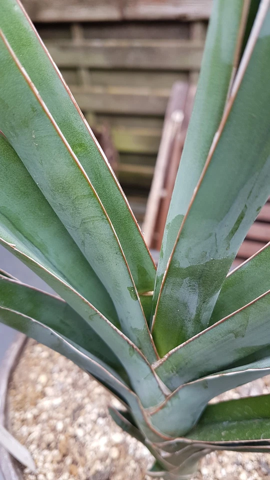 Sansevieria deserti - Bild 4 von 4