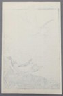 Imao Keinen Japanese Meiji Kacho-e Woodblock Print From Album of Birds & Flowers — photo 4