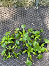  10 Water Hyacinth 5 Large  5 Small Koi Pond Floating Plants Rid Algae