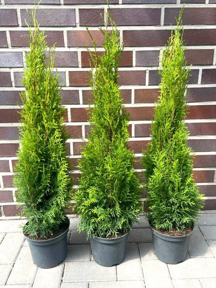 Thuja Smaragd 120 online kaufen | eBay.de