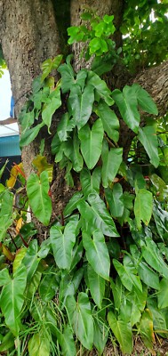 Philodendron Red Emerald In Pot Rooted | eBay