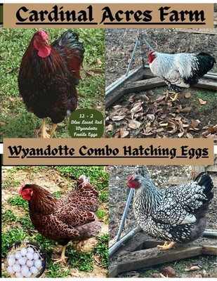 12 + 2 Silver Laced and Blue Laced Red Wyandotte Combo Hatching Eggs