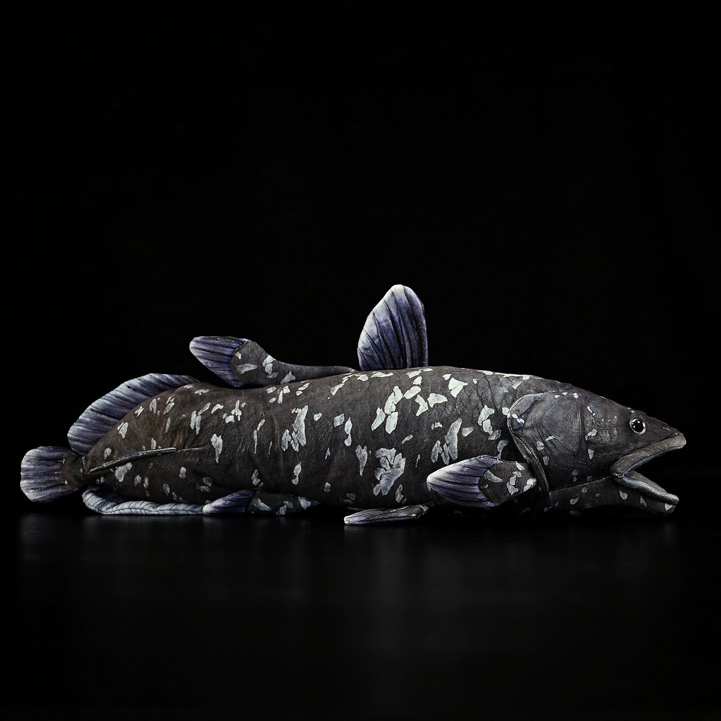 Coelacanth Fish 20