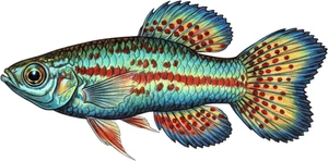 Killifish Fish Self Adhesive Vinyl Sticker