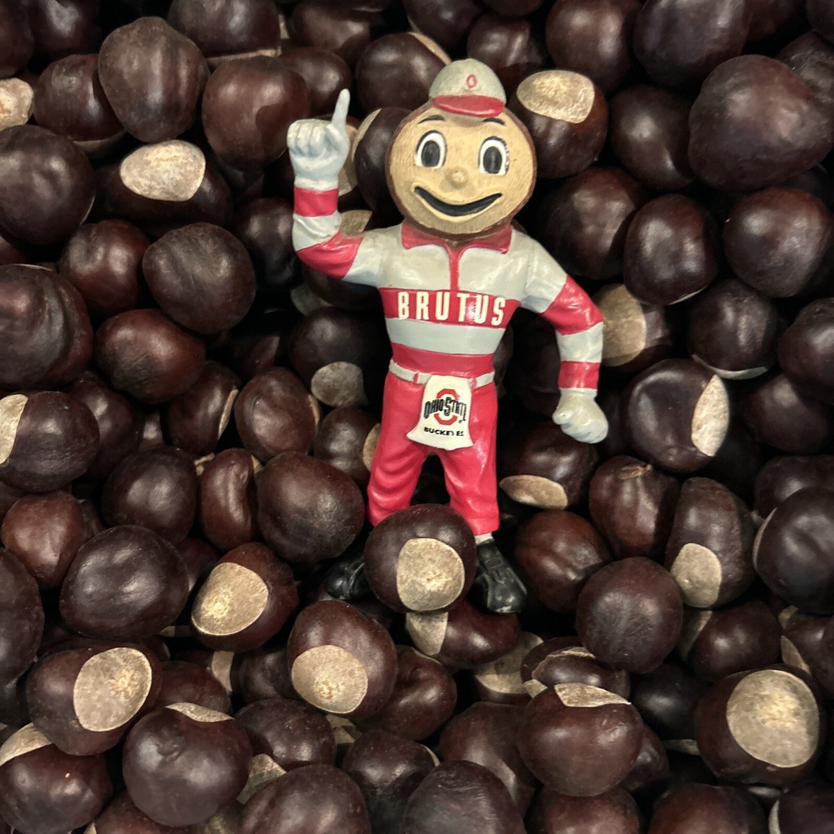 BRUTUS 再びMADE IN USA 1998 1lb Buckeye nuts - The Original OSU Bucknuts! | eBay