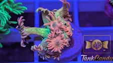 SBB Treasure Chest Goni WYSIWYG GG3 ~Live Coral Frag ~TankCandy~