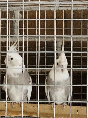 cockatiel pair for sale