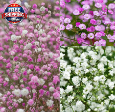 200 Baby'S Breath Seeds Mix Flowers Garden Planting