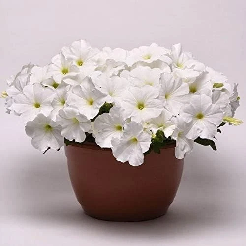 Белая петуния Easy Wave с низким уровнем обслуживания - изящное разнообразие для распространения, упаковка из 10 штук - Изображение 4 из 4