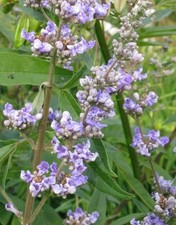 Vitex Agnus-Castus Chaste Tree 0.5litre Pot Hardy Shrub