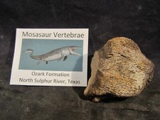 Dinosaur Bone Mosasaur Vertebrae Bone North Sulphur River Texas, US