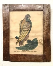 Rare Vintage Antique 1800’ “Pretty Polly”Parrot Colorized Lithograpgh Framed Old