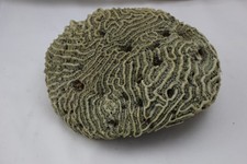 Vintage Brain Coral Specimen 4.75 lbs 8"x6"