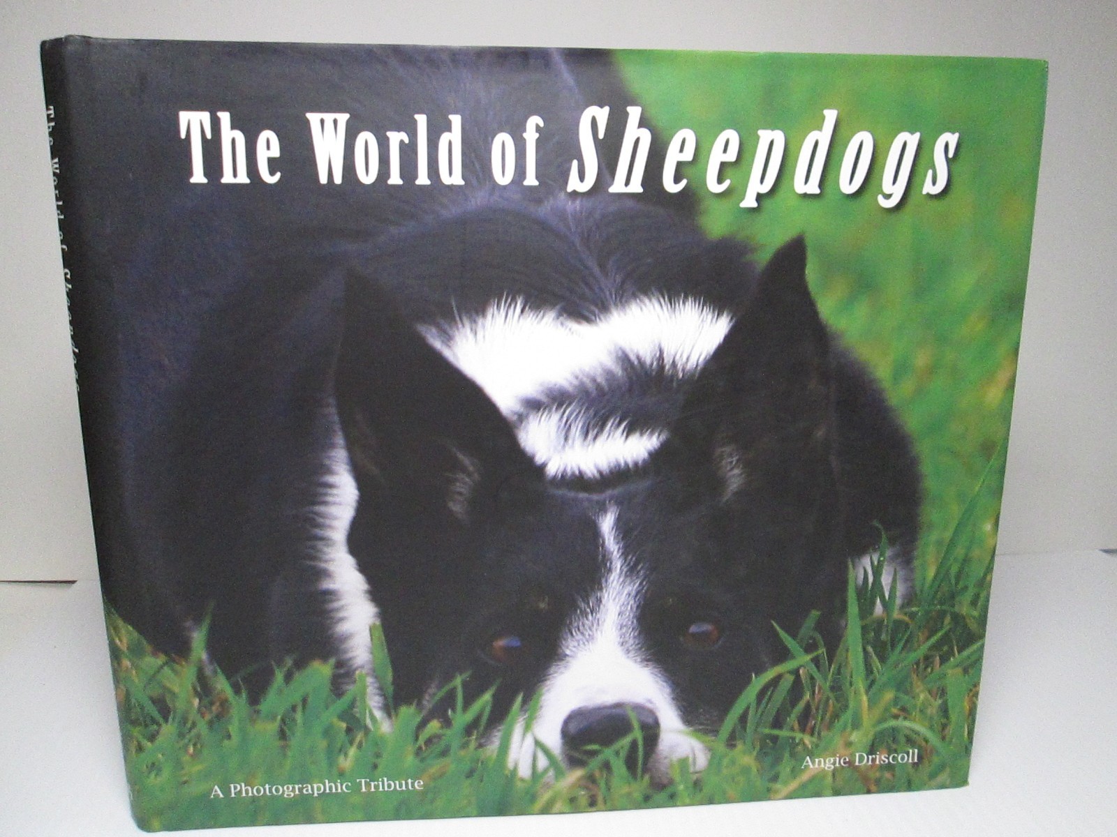The World of Sheepdogs Photographic Tribute Angie Driscoll Sheep Dogs Kinloch UK