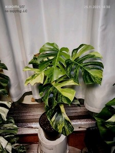 Monstera Aurea | eBay