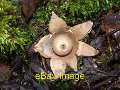 Photo 6x4 Collared Earth Star Geastrum triplex Dumbarton Rare in the area c2006