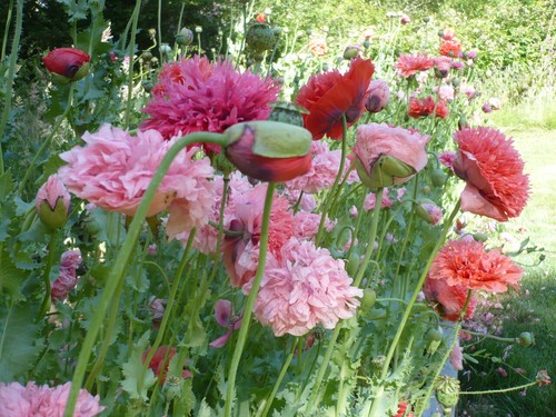 Doppia Peony Pom Som. Poppy Variety Mix 2000 semi *PoppyQueen 🙂 - Foto 4 di 13