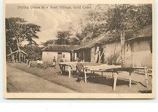 Drying Cocoa in a Bush Village, Gold Coast - 12090