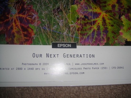 PÓSTER Epson Colorido Arte Impresión Flores en un Jardín Diseño - Imagen 2 de 2
